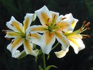 New for 2026! MORE COMING SOON! — The Lily Garden